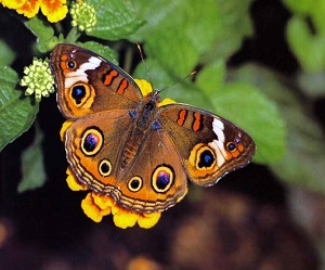 Бабочка на листке 